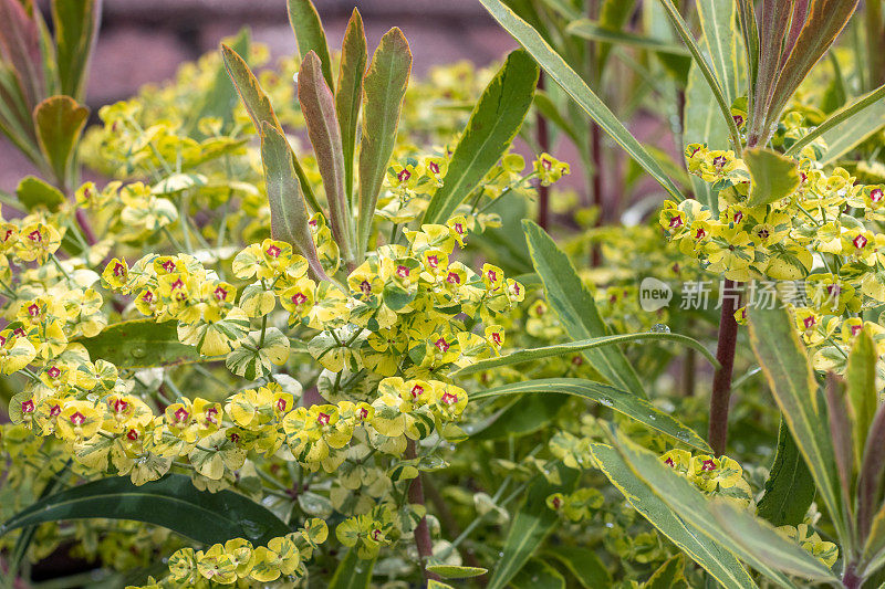 英国埃恩斯福德的Euphorbia 'Ascot Rainbow'